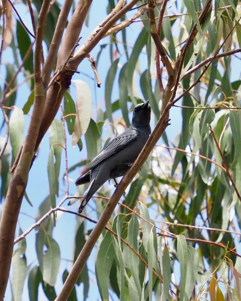 Sahul Cicadabird