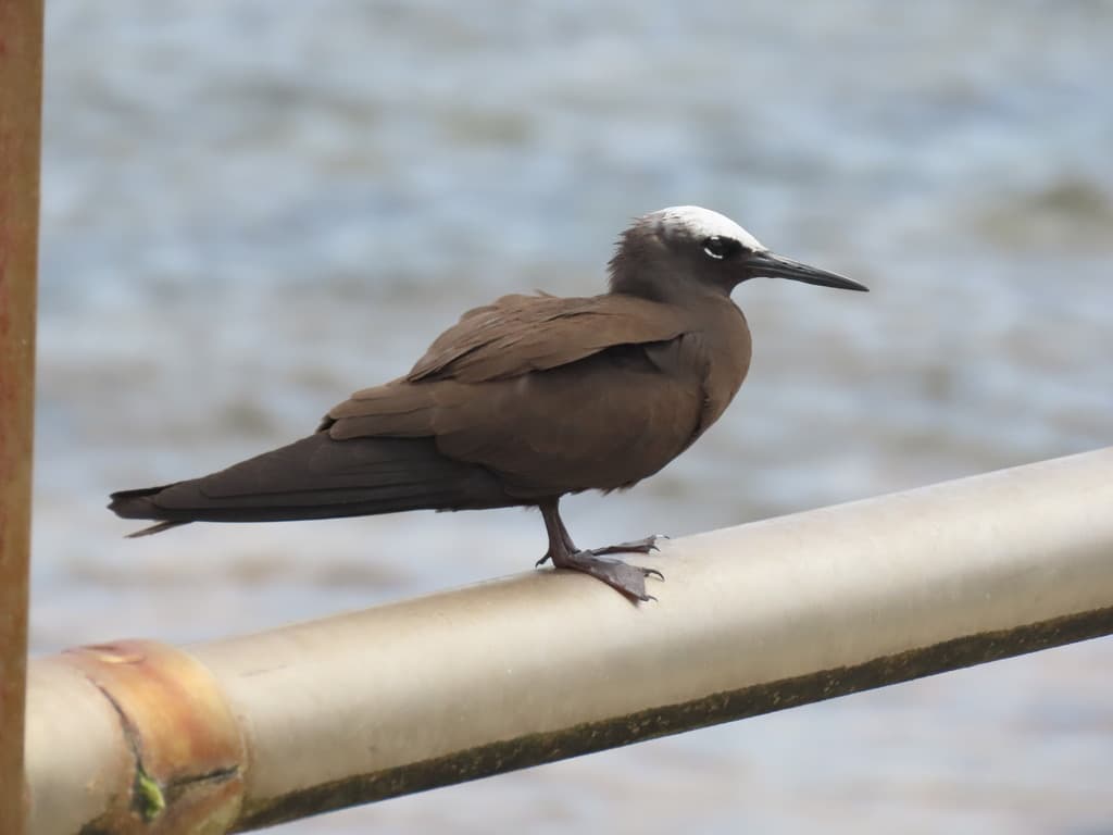 Black Noddy