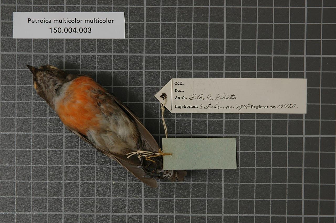 Norfolk Robin