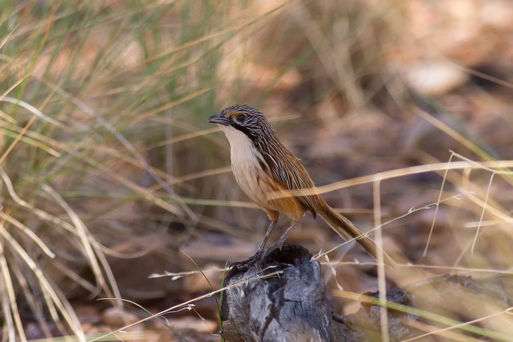 Carpentarian Grasswren