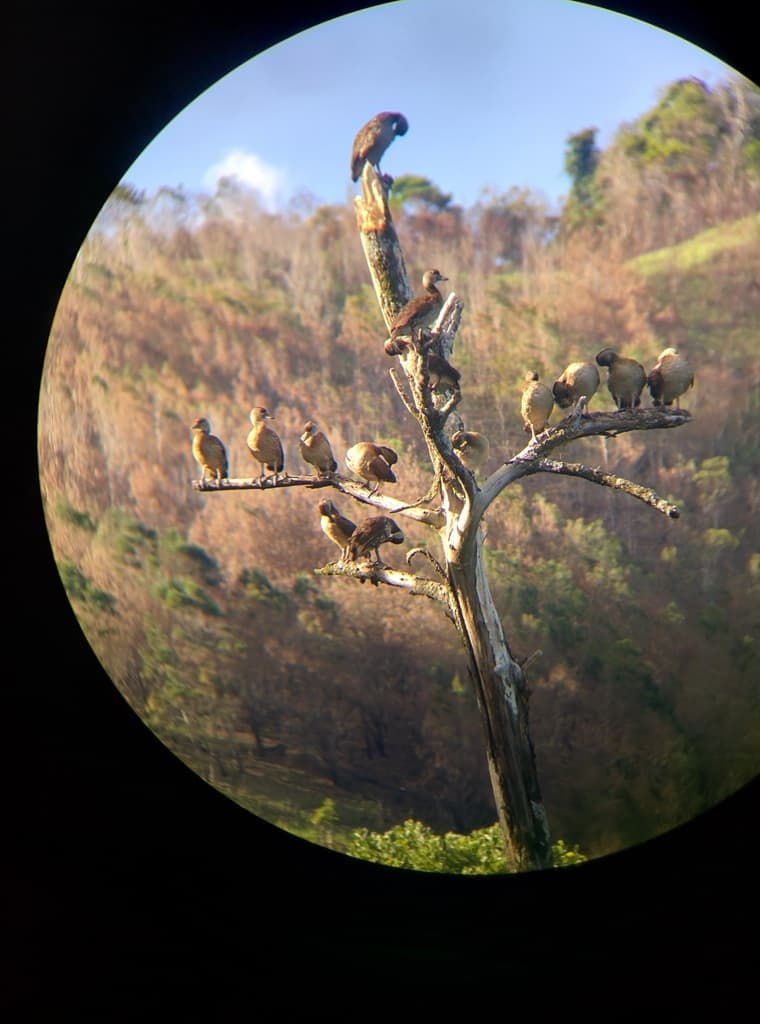 Spotted Whistling Duck