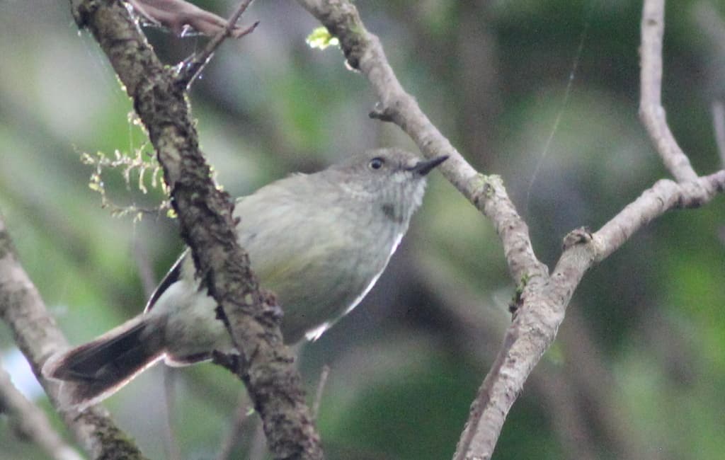 Mountain Thornbill