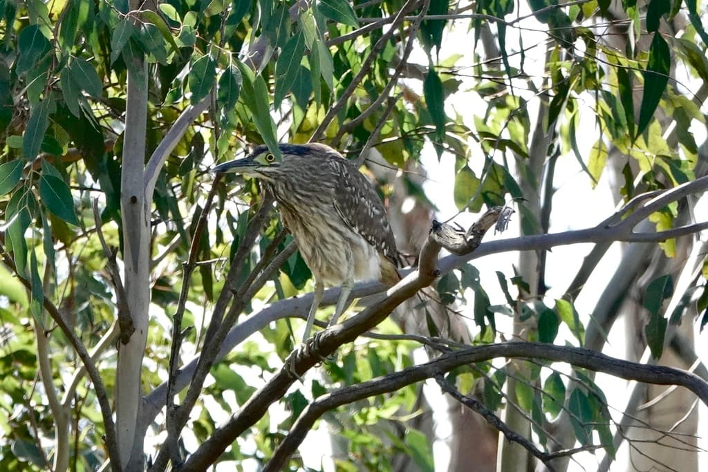 Nankeen Night Heron