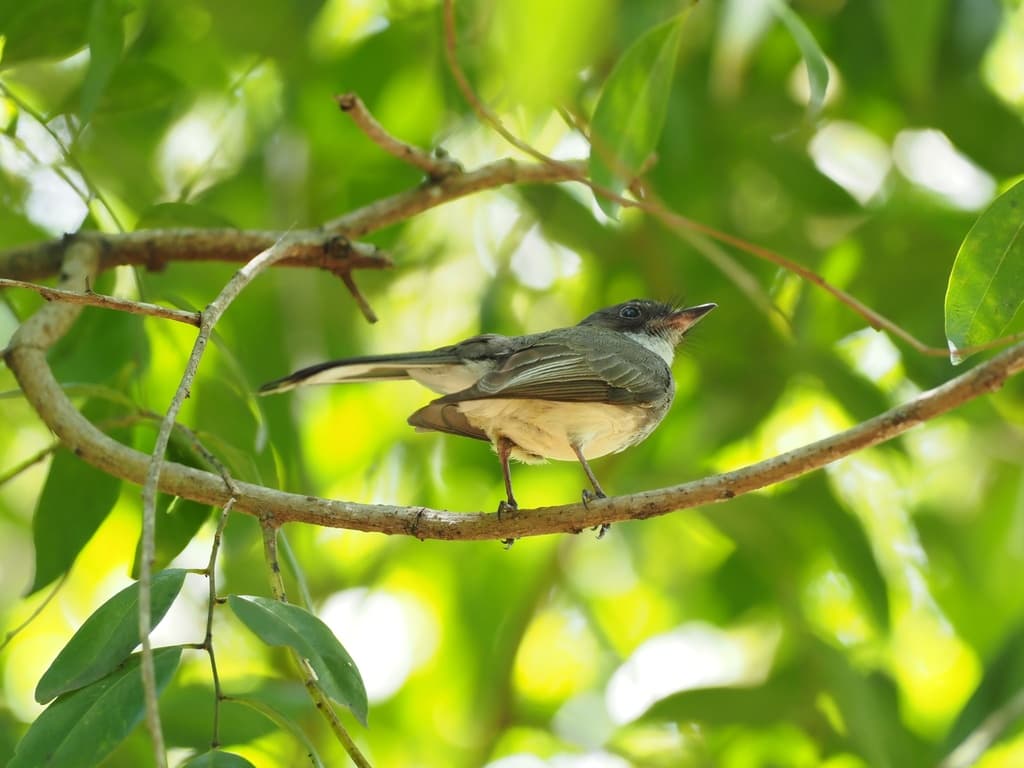 Northern Fantail