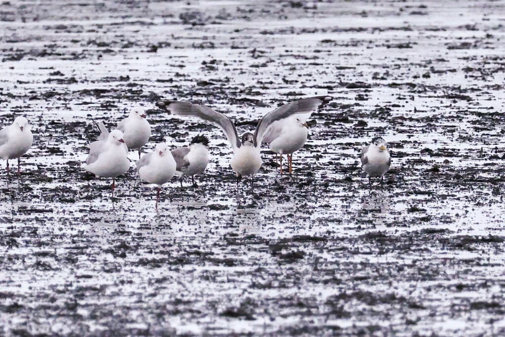 Franklin's Gull