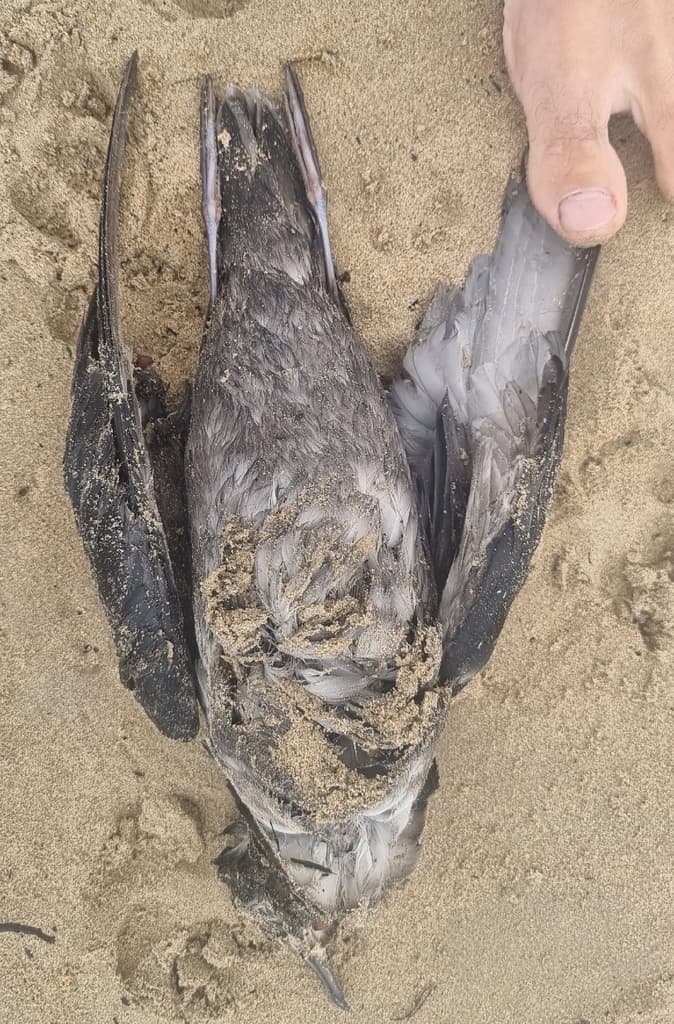 Short-tailed Shearwater