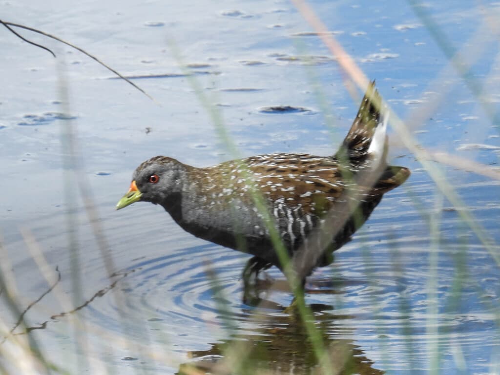 Australian Crake