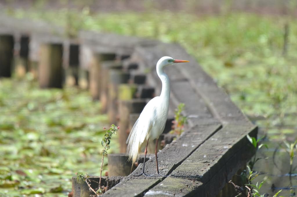 Medium Egret