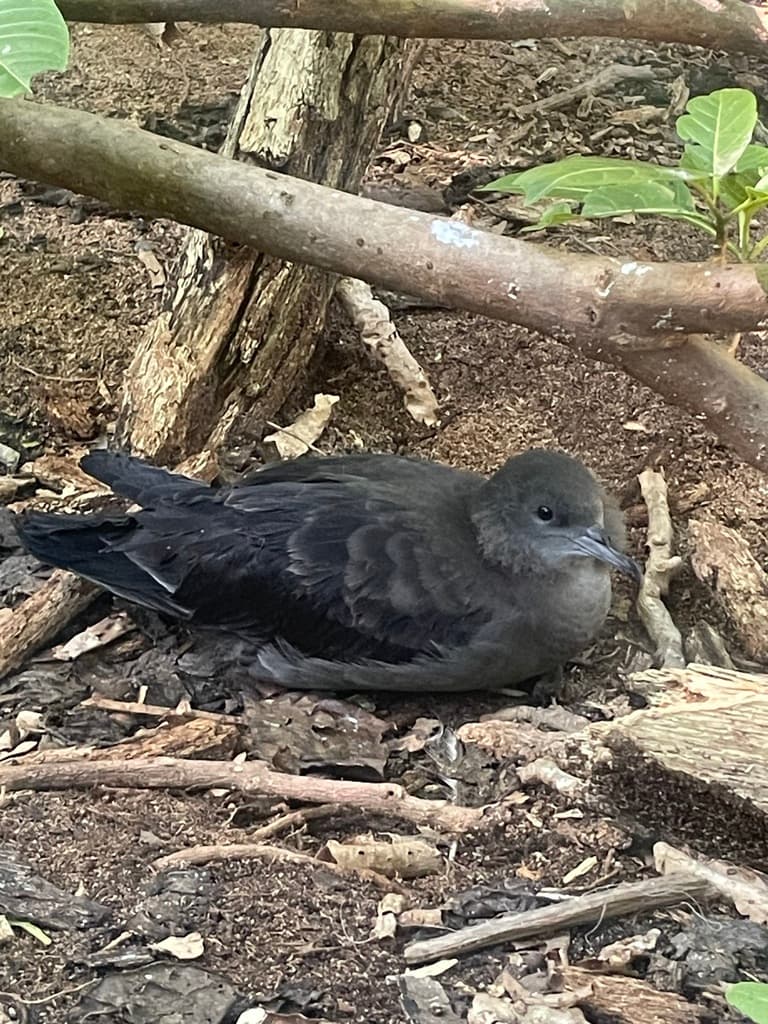 Wedge-tailed Shearwater