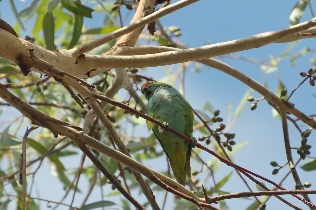 Purple-crowned Lorikeet