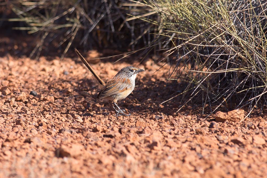 Opalton Grasswren