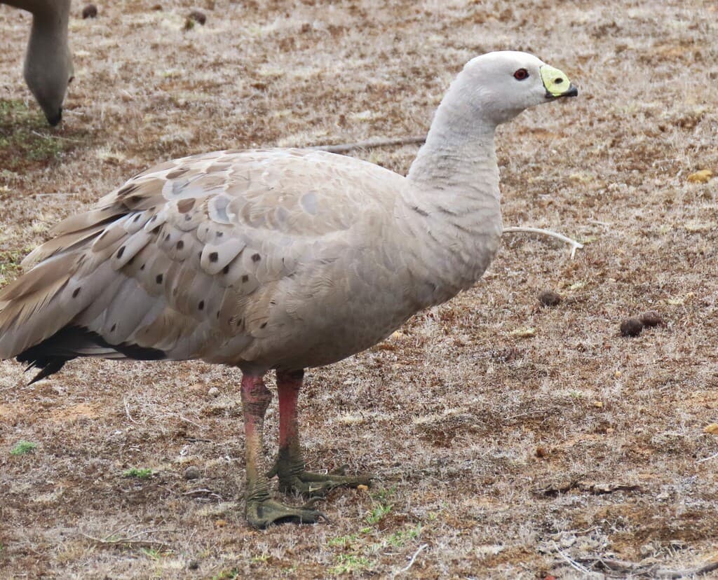 Cape Barren Goose