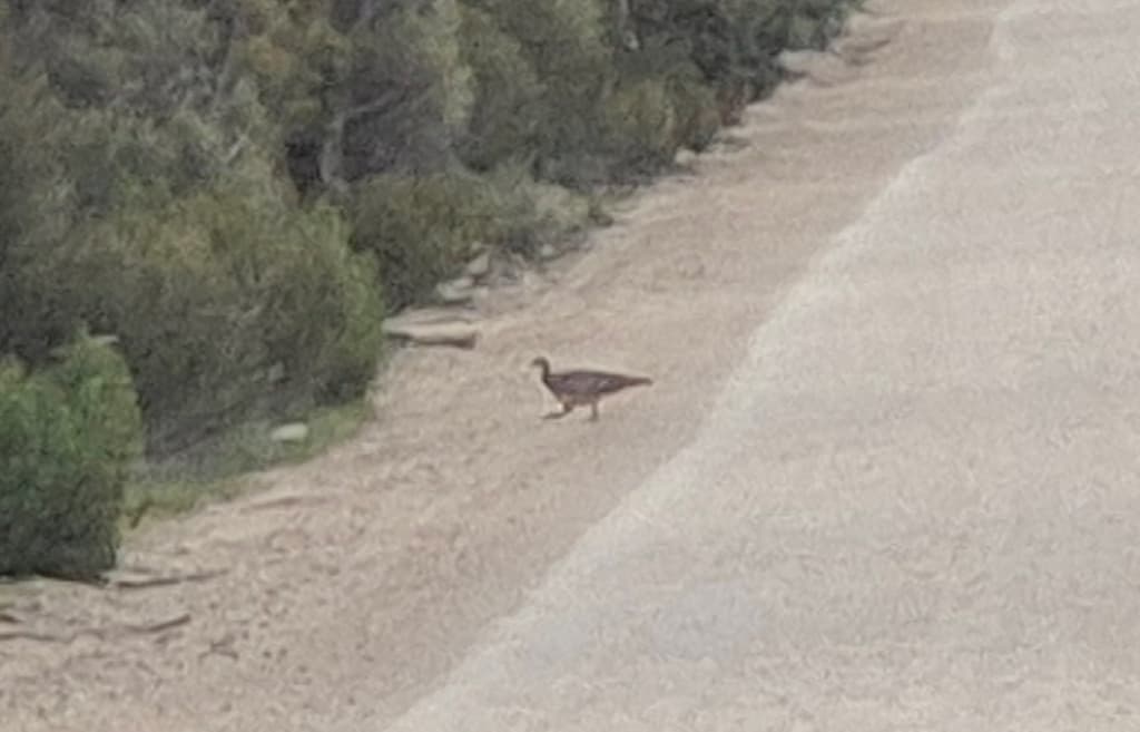 Malleefowl
