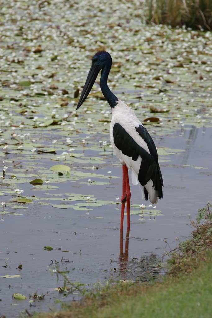 Black-necked Stork