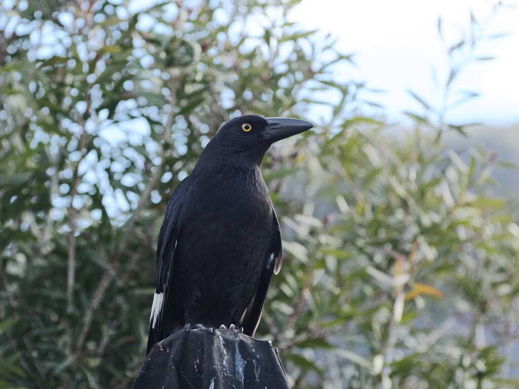 Pied Currawong