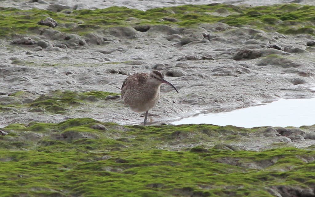 Eurasian Whimbrel