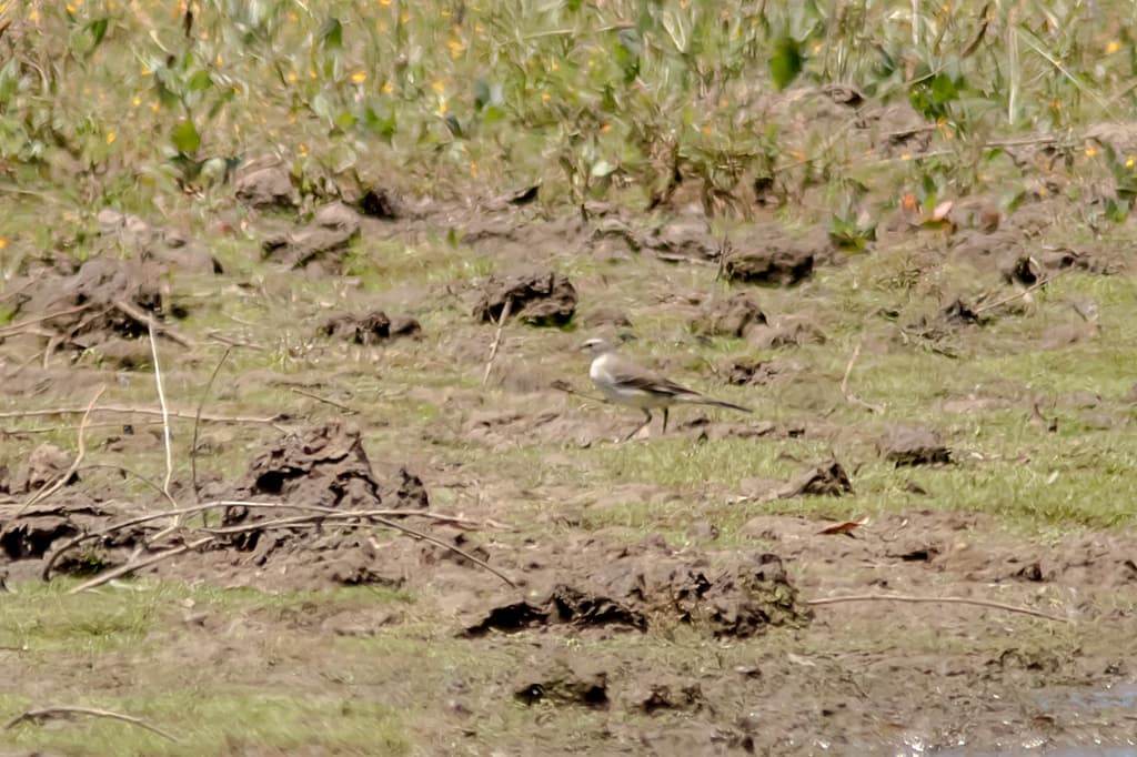 Eastern Yellow Wagtail