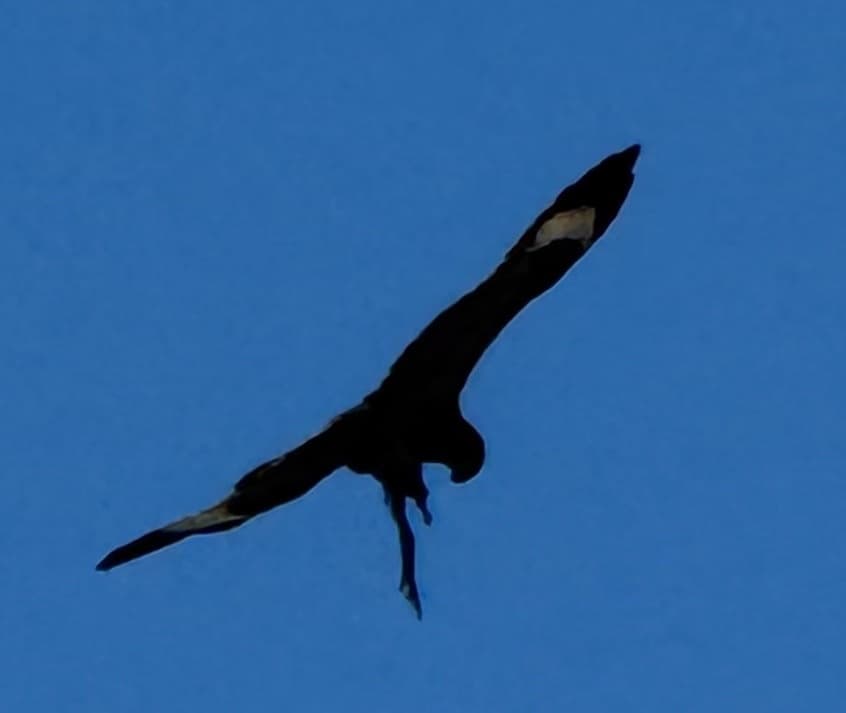Black-breasted Buzzard
