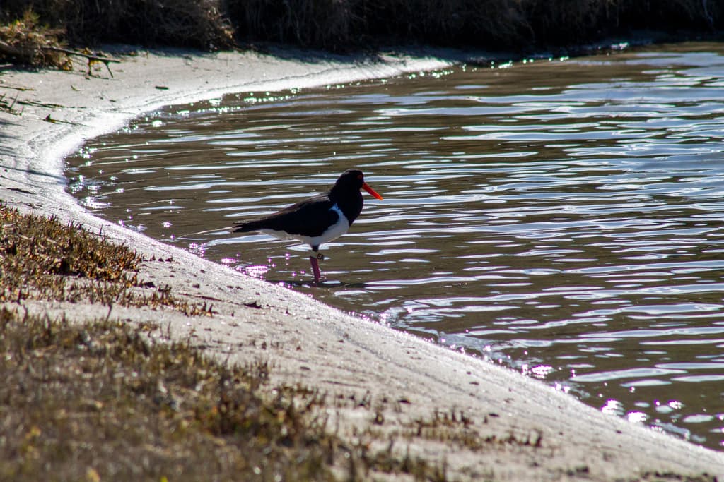 Pied Oystercatcher