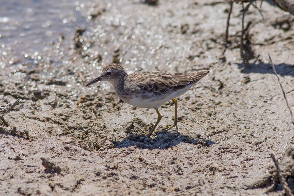 Long-toed Stint