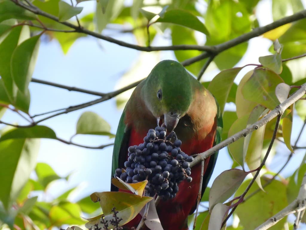Australian King Parrot