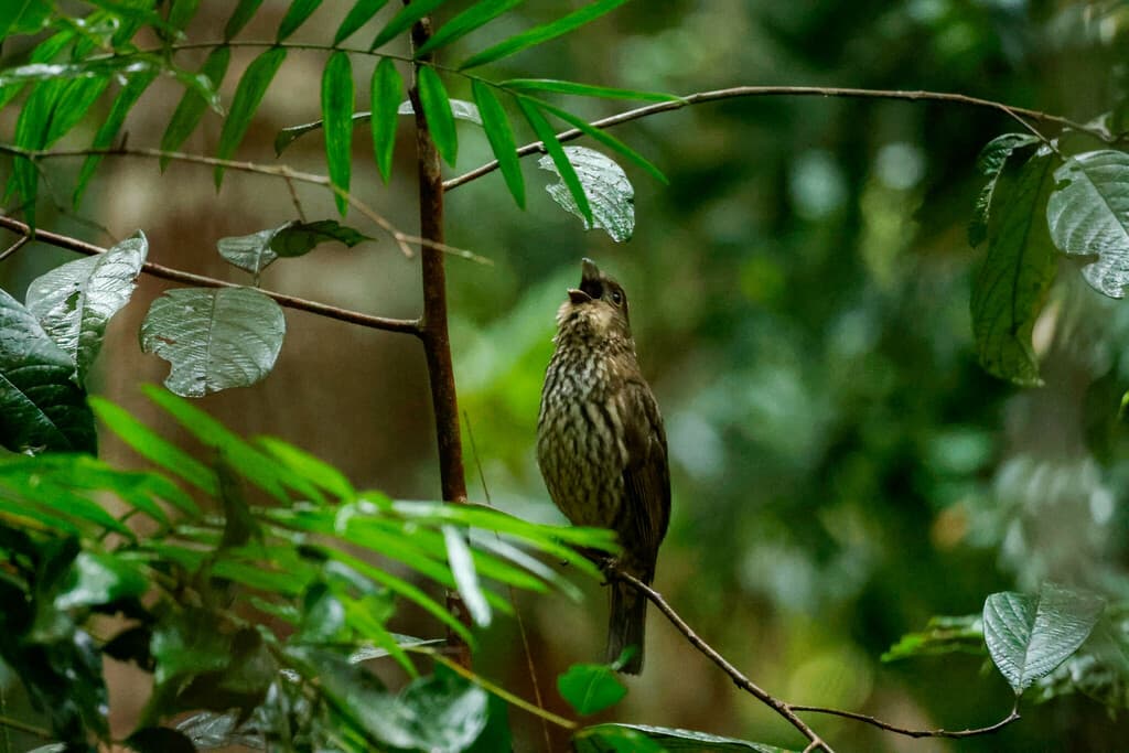 Tooth-billed Bowerbird