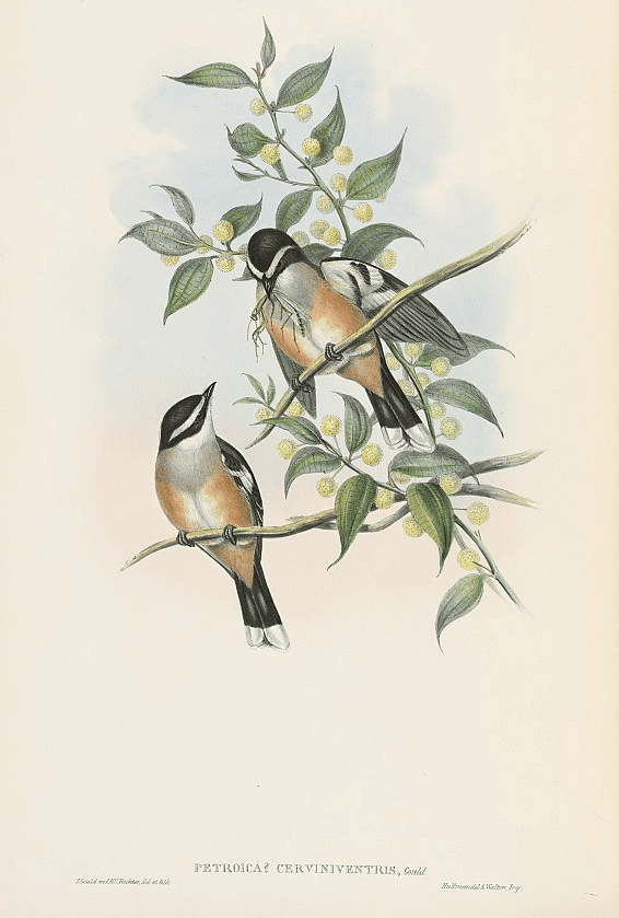 Buff-sided Robin