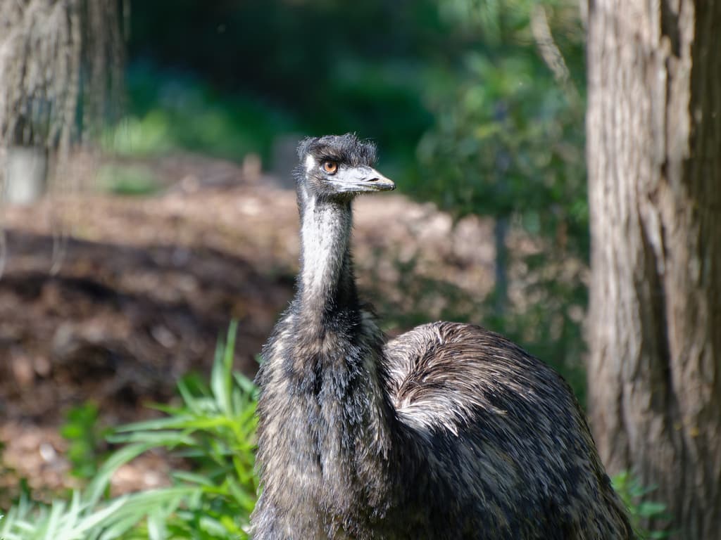 Emu