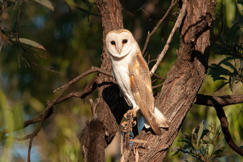Eastern Barn Owl