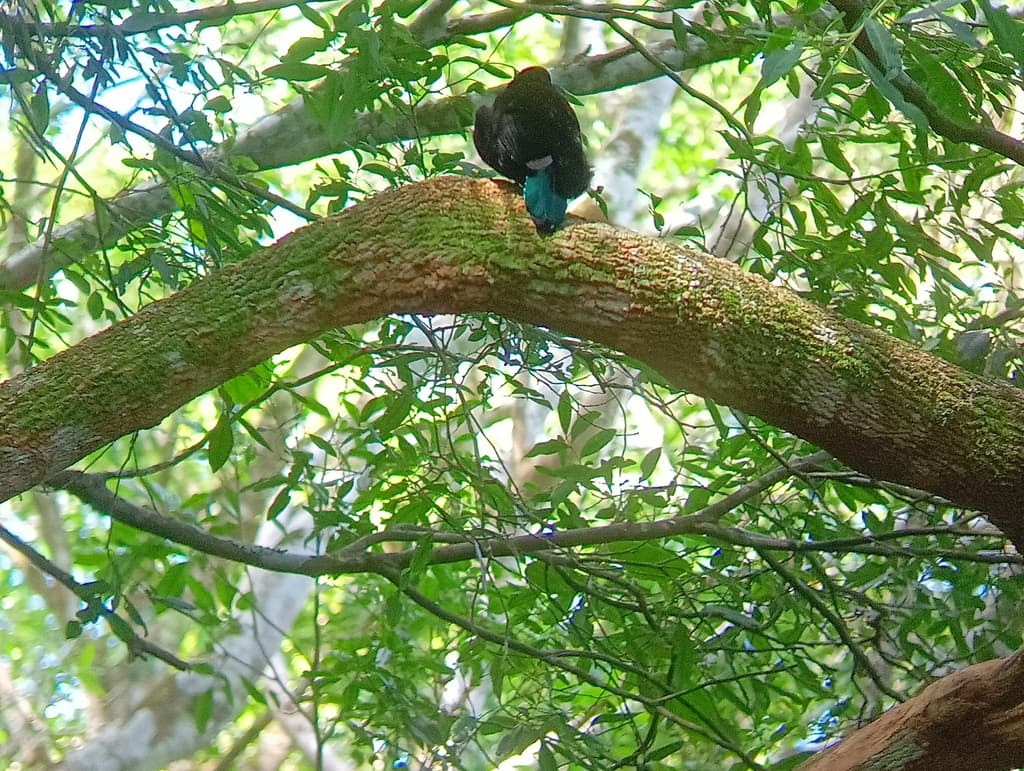 Paradise Riflebird