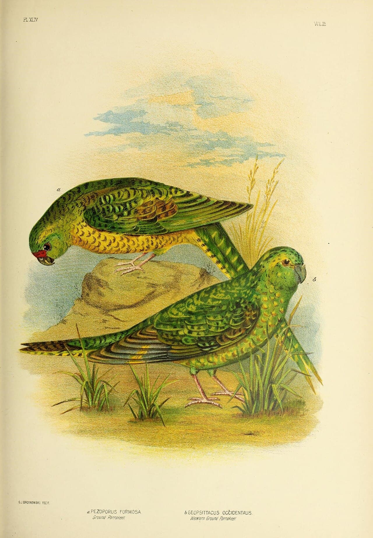 Night Parrot