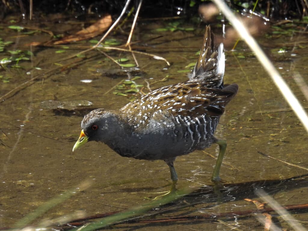 Australian Crake