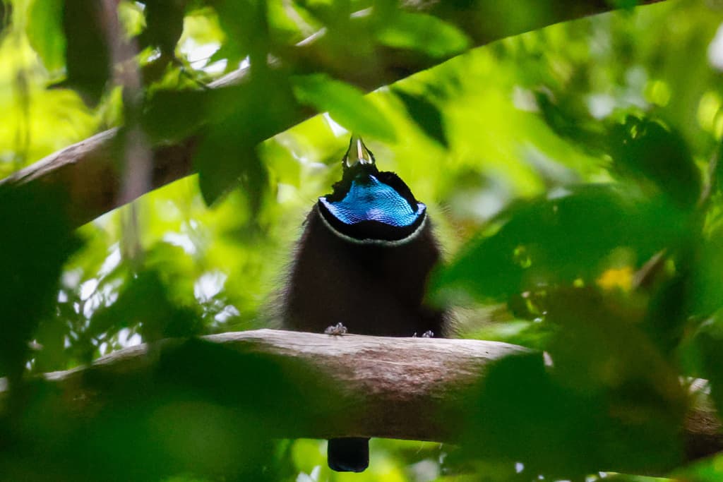 Magnificent Riflebird