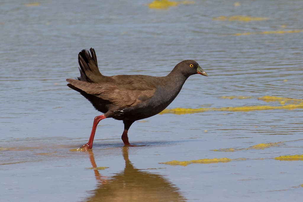 Black-tailed Nativehen