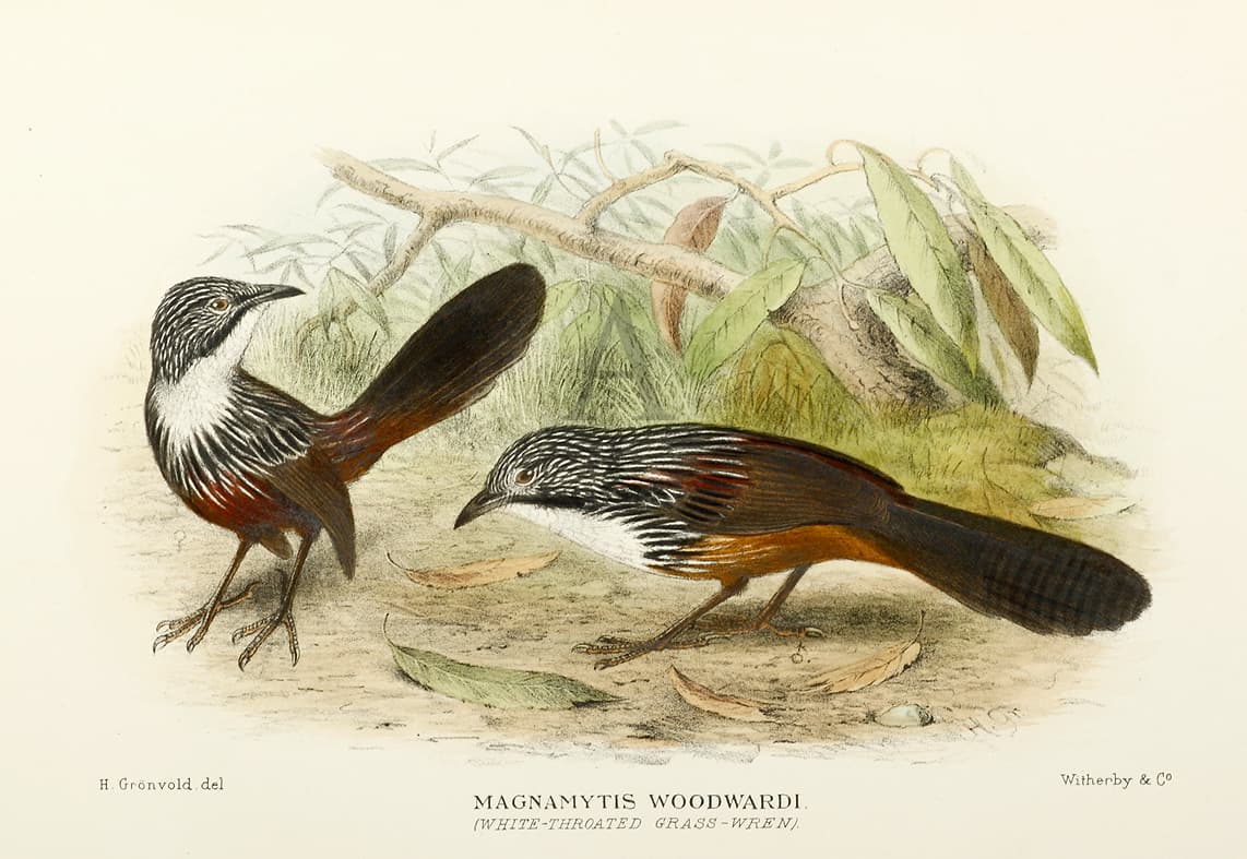 White-throated Grasswren