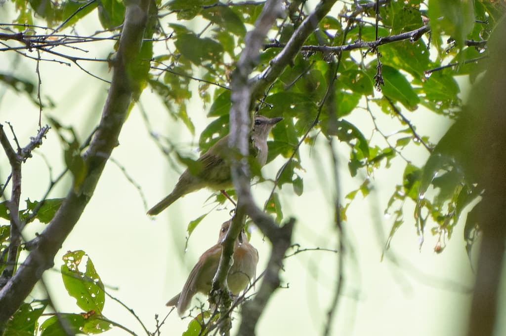 Grey Whistler
