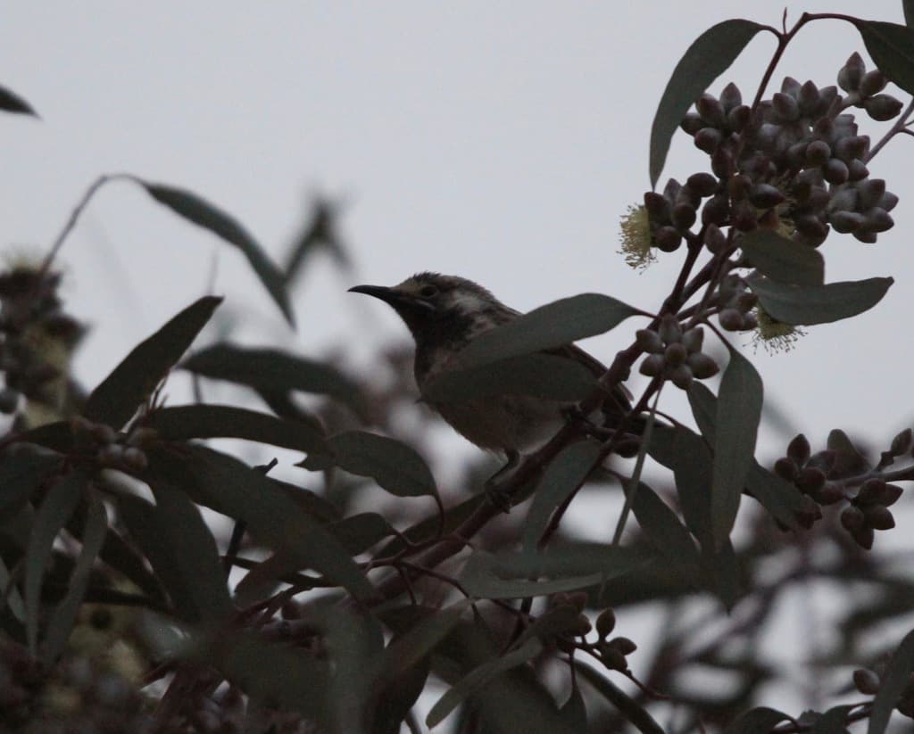 White-fronted Honeyeater