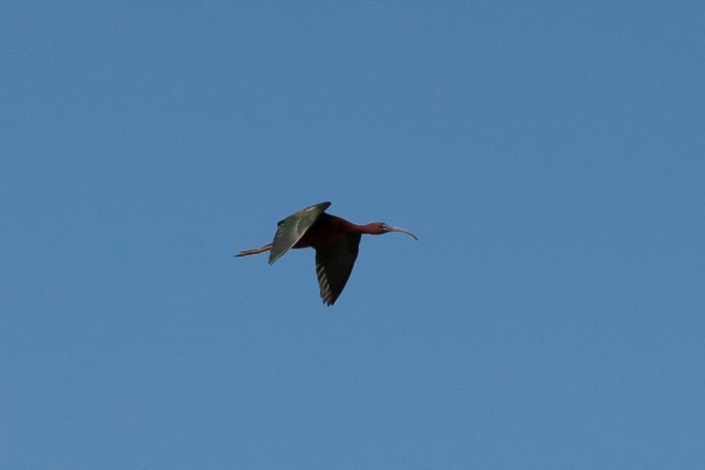 Glossy Ibis