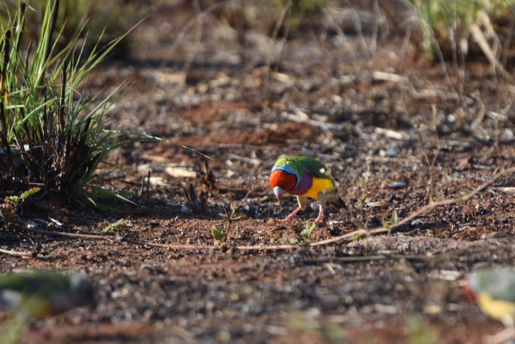 Gouldian Finch