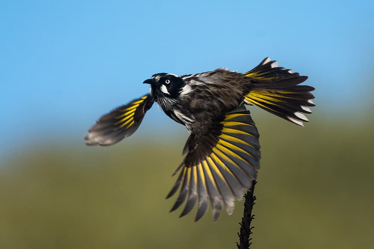 New Holland Honeyeater