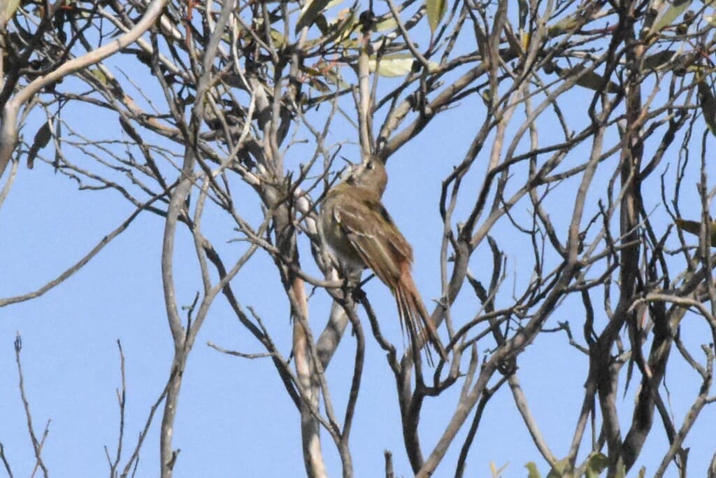 Southern Scrub Robin