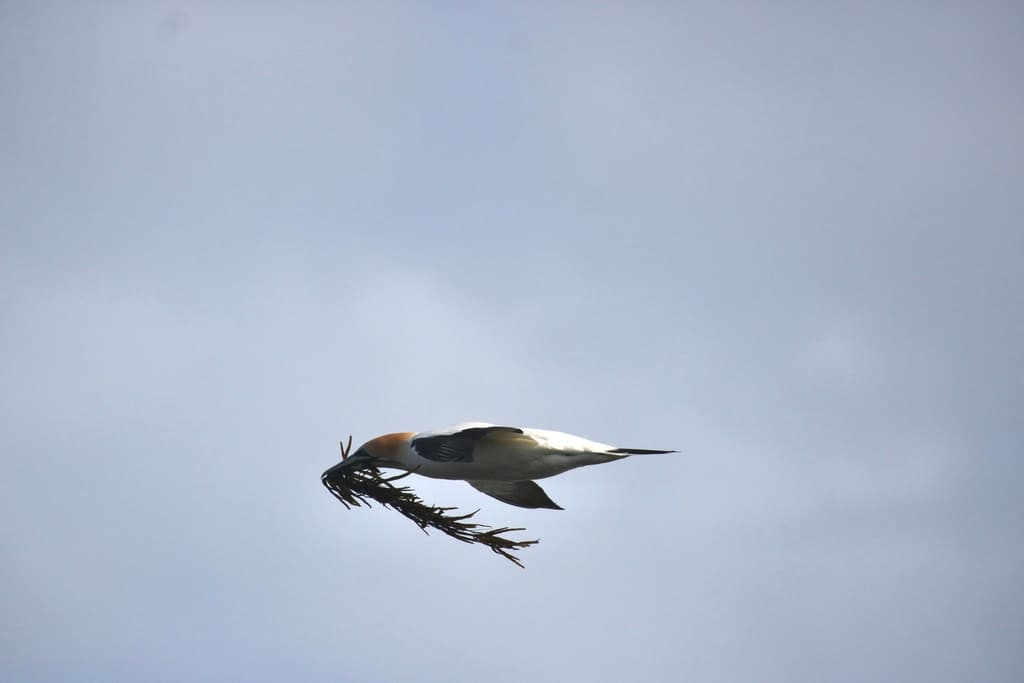 Australasian Gannet