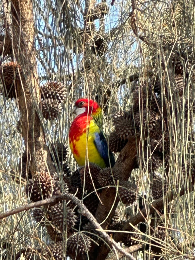 Eastern Rosella