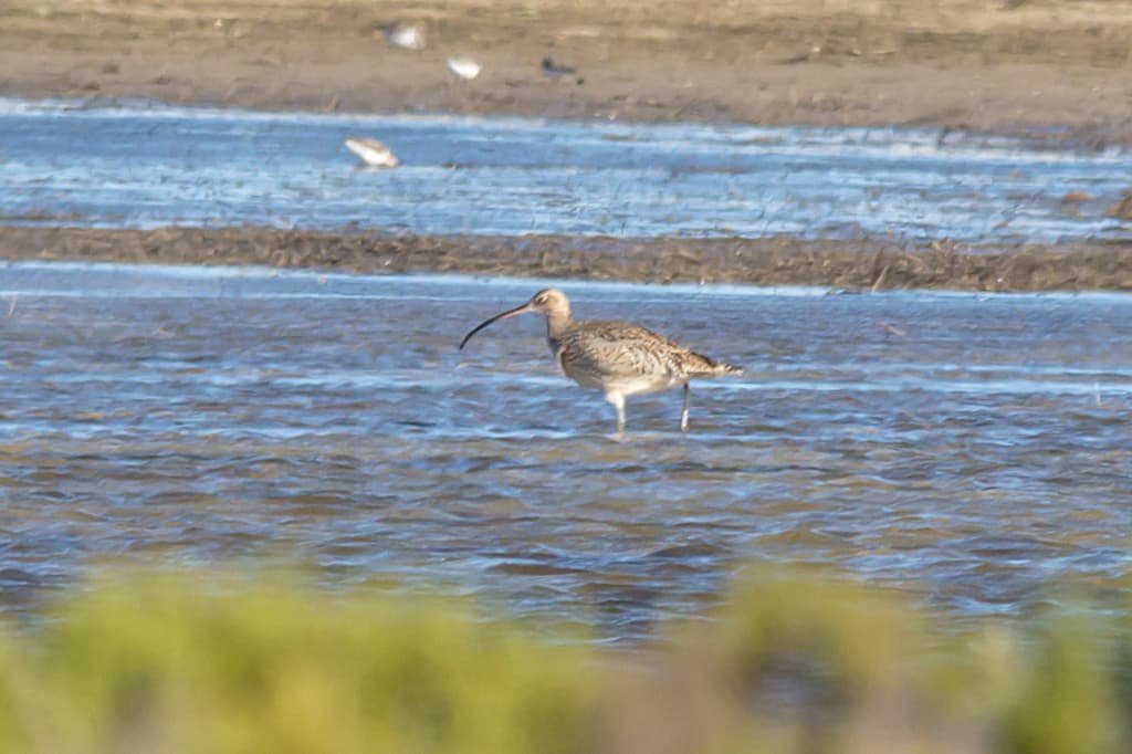Far Eastern Curlew