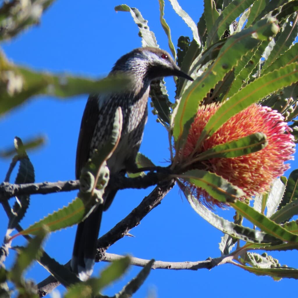Western Wattlebird
