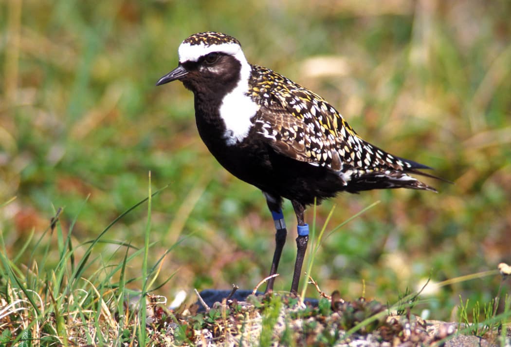 American Golden Plover