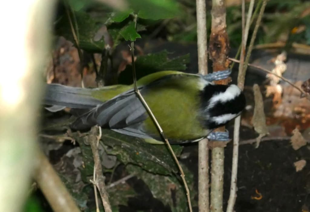 Eastern Shriketit