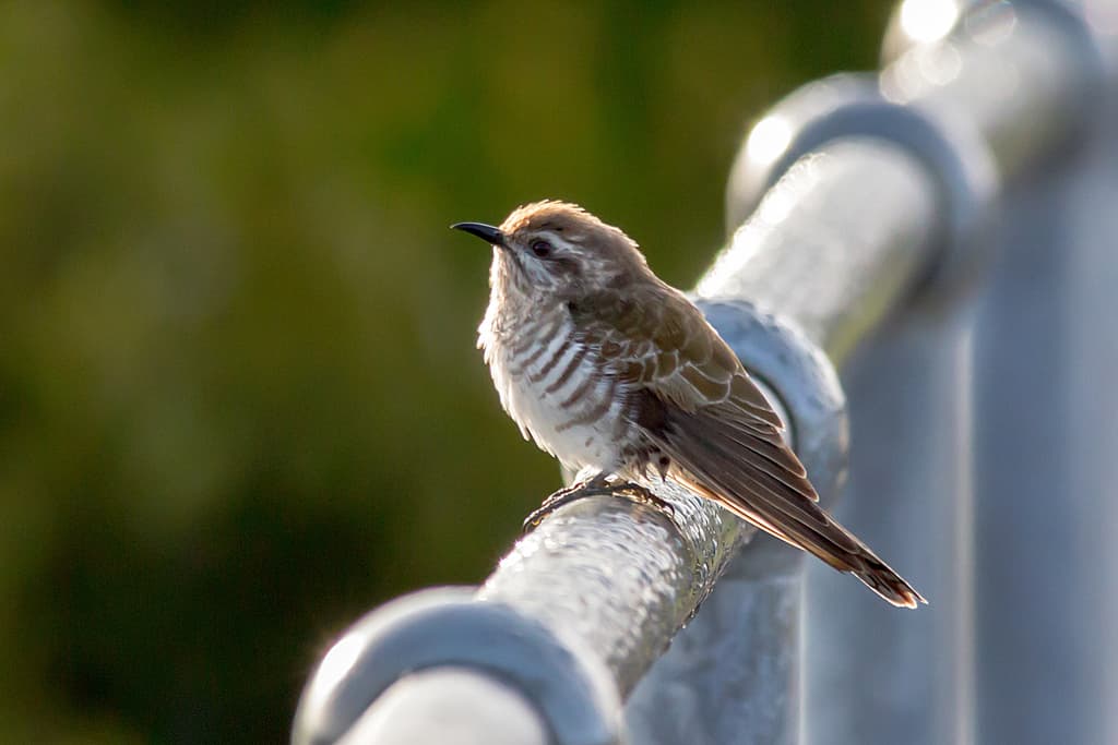 Horsfield's Bronze Cuckoo