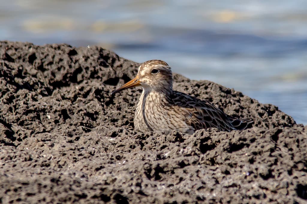 Pectoral Sandpiper