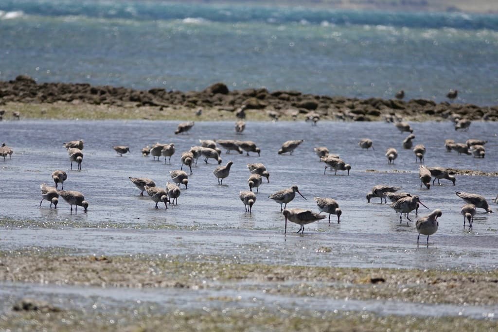 Bar-tailed Godwit